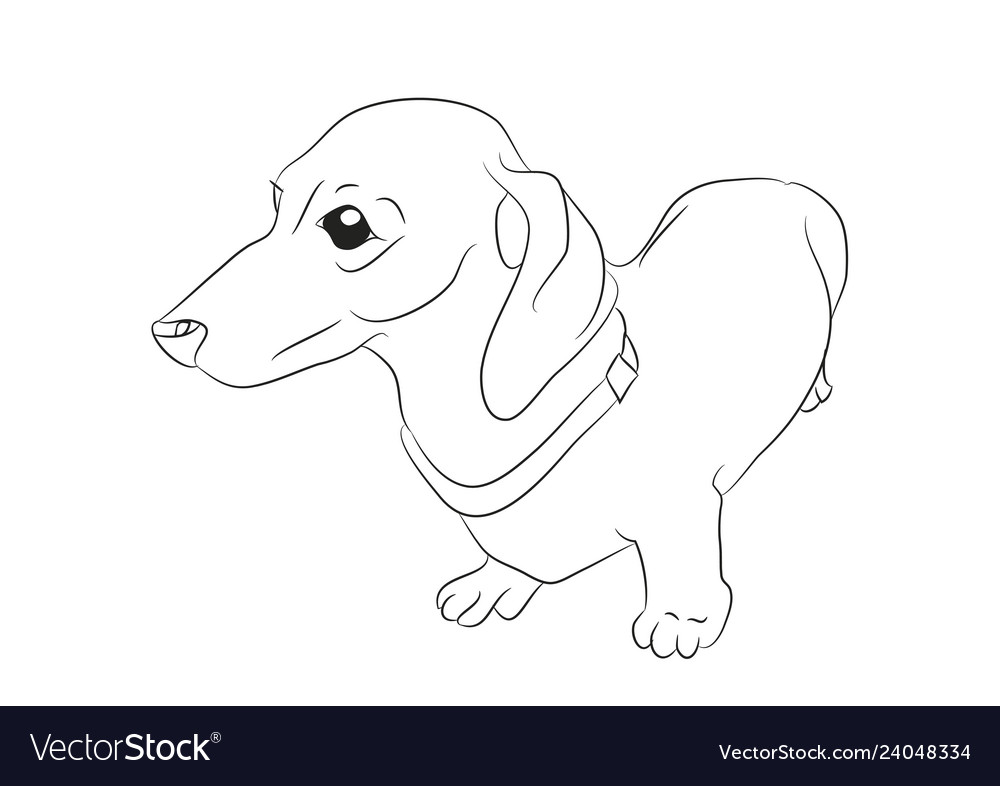 A cartoon dachshund that stands Royalty Free Vector Image A cartoon dachshund that stands Royalty Free Vector Image