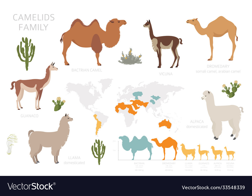 Camelids family collection camels and llama Vector Image