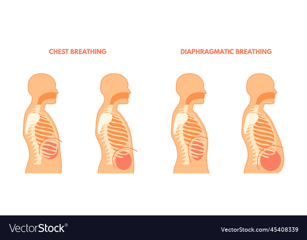 Diaphragmatic breathing pulmonary exercises chest