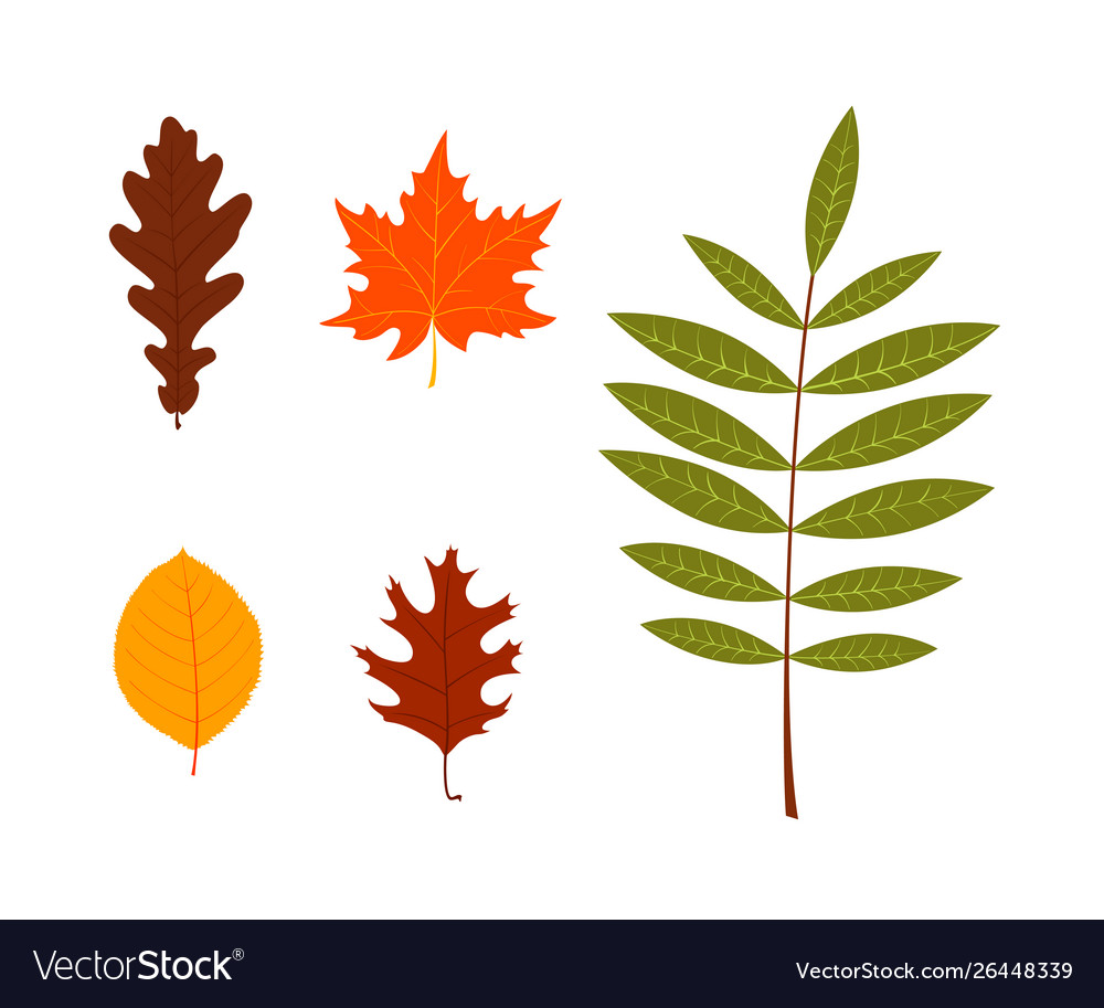 Leaves set autumn on white background Royalty Free Vector