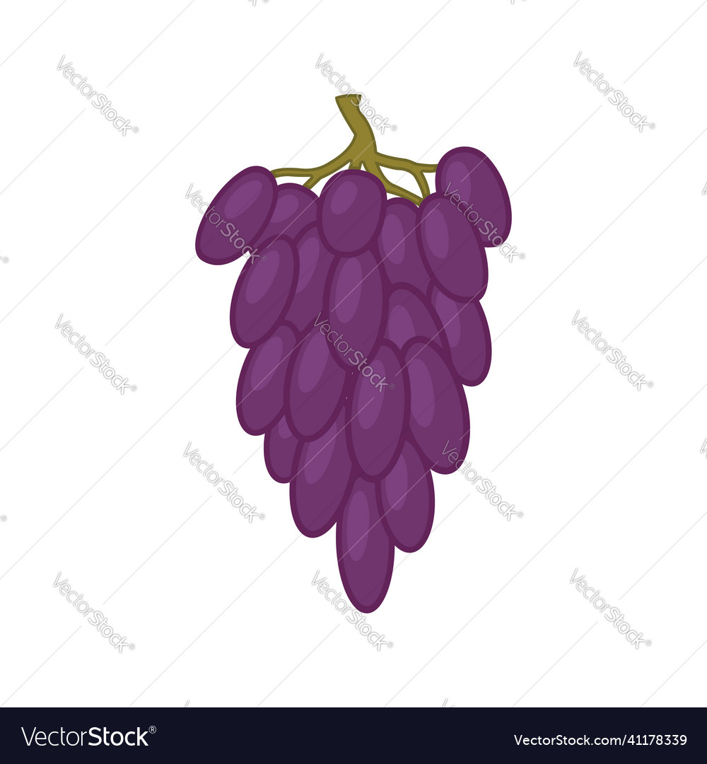 Purple grapes on a white background Royalty Free Vector