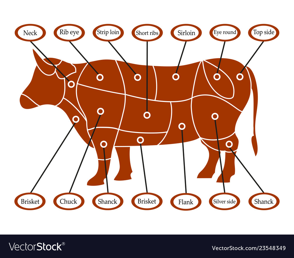 Cow scheme Royalty Free Vector Image - VectorStock