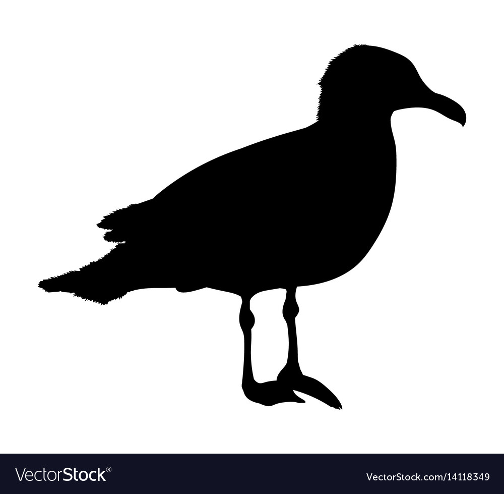 Seagull Silhouette - White Background