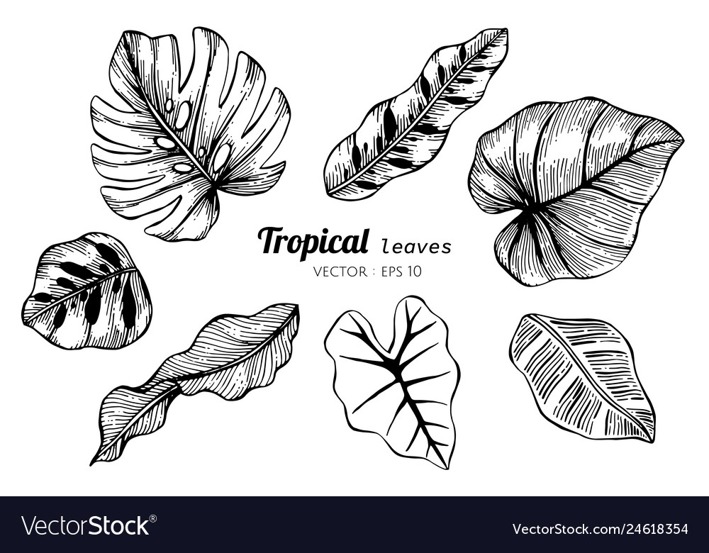 Collection set of tropical leaves drawing