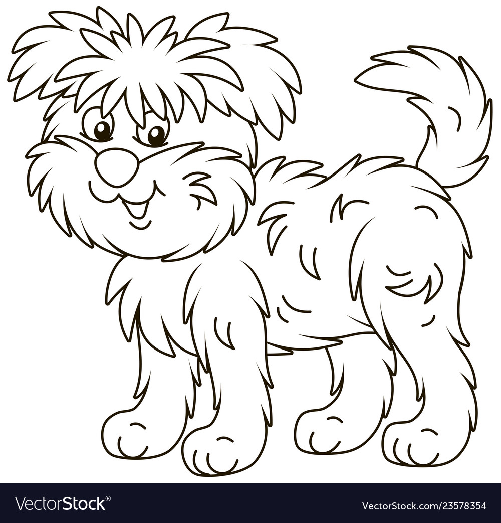 Funny and shaggy dog affenpincher