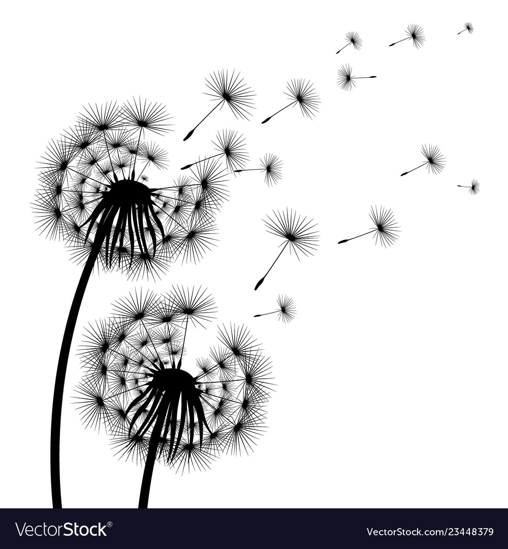 Silhouette of a flowering dandelion