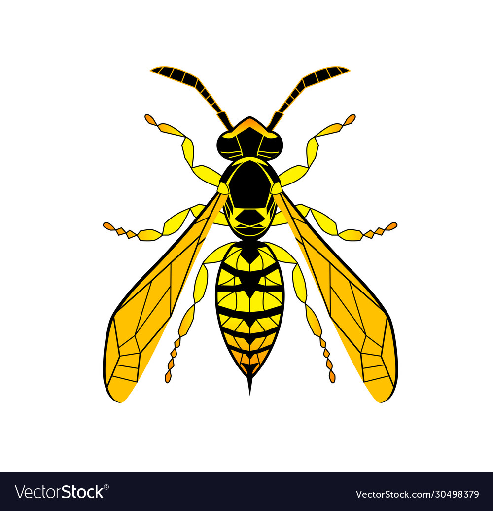 Wasp line drawing cartoon yellow bee isolated Vector Image