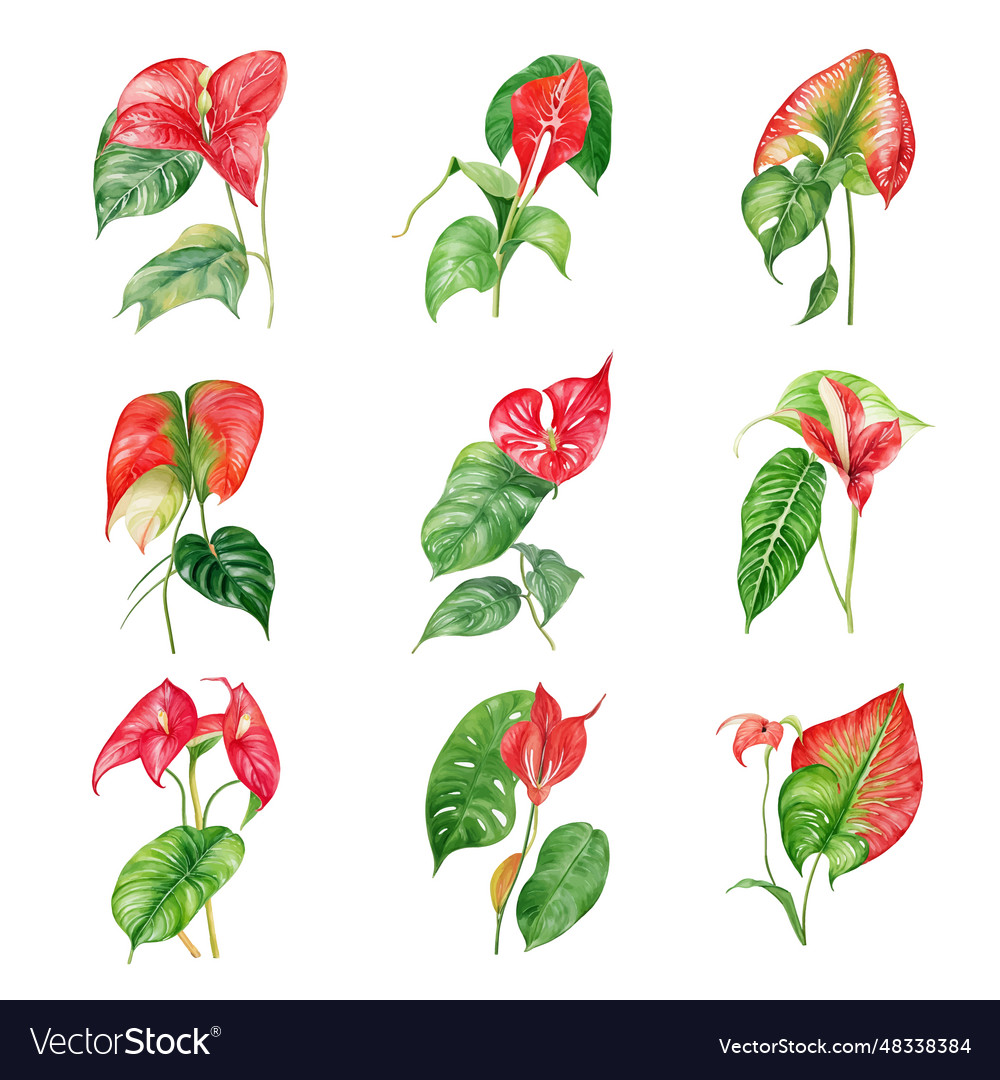 Beautiful watercolor of anthurium