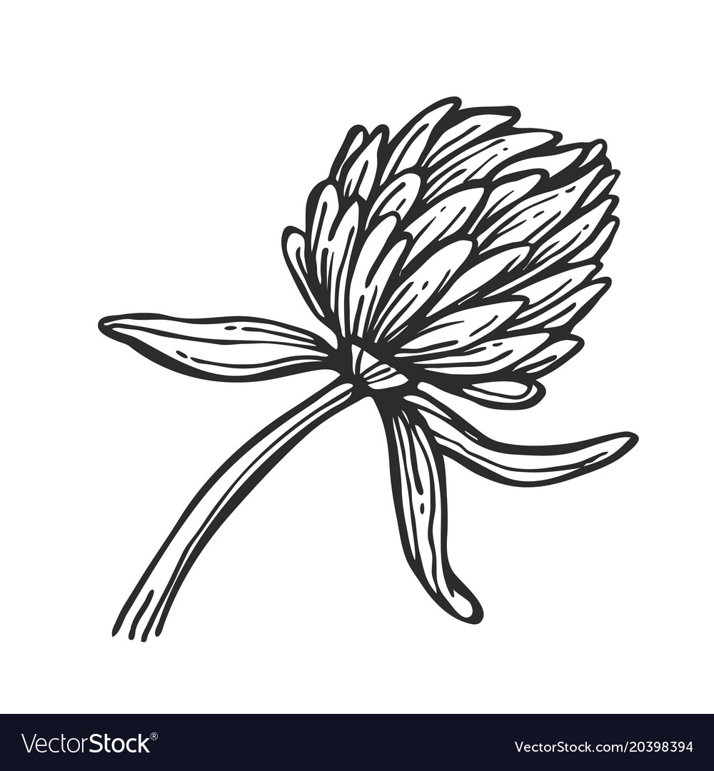 Flower isolated freehand pencil drawing Royalty Free Vector