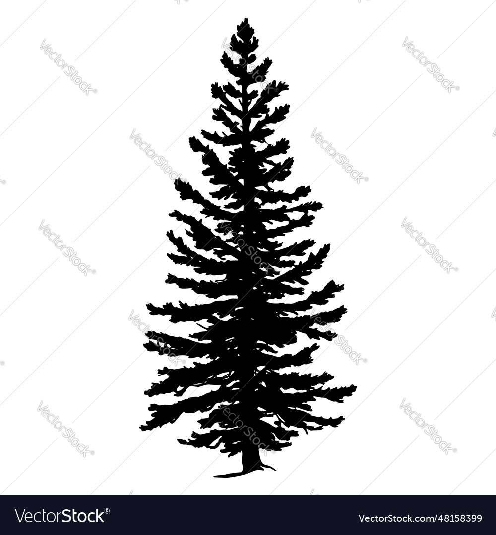 Douglas fir tree silhouette Royalty Free Vector Image