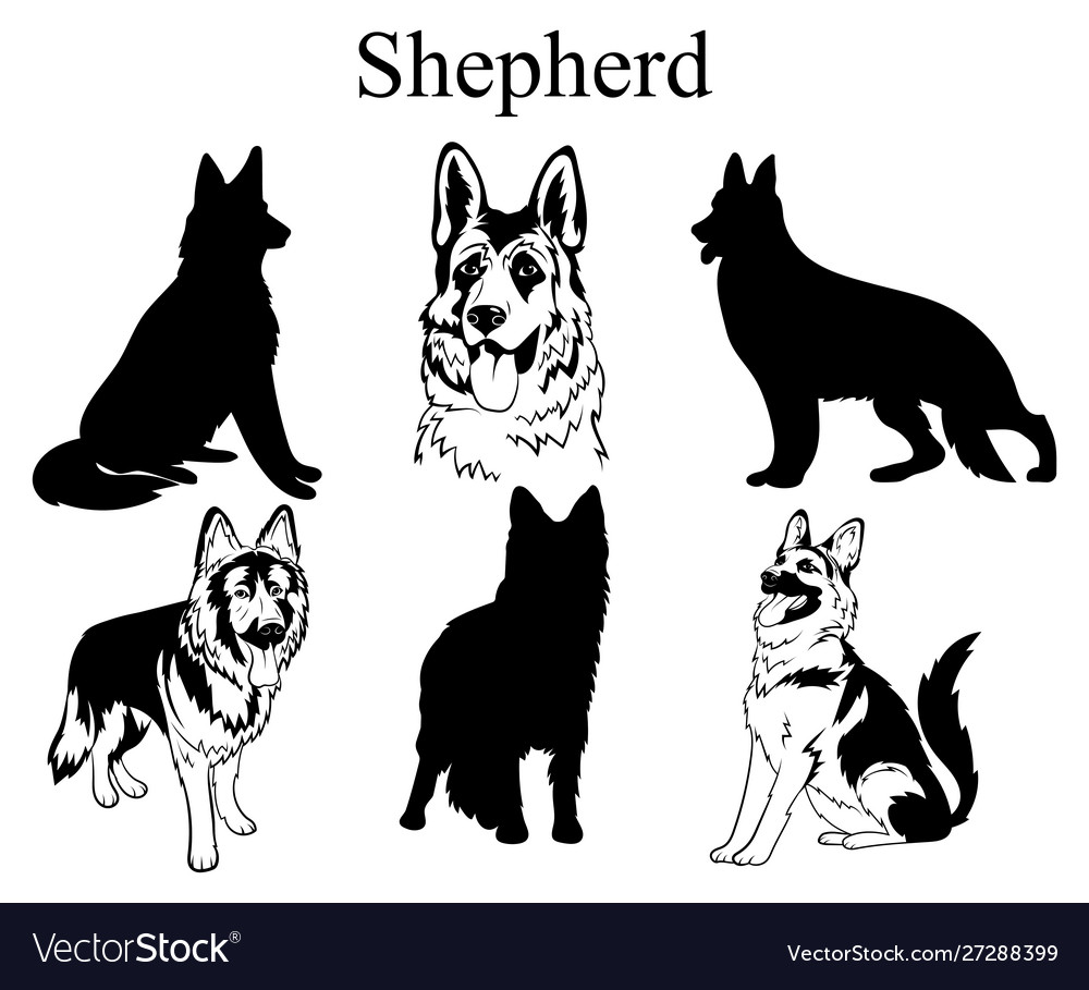Shepherd set collection pedigree dogs black vector image Shepherd set collection pedigree dogs black