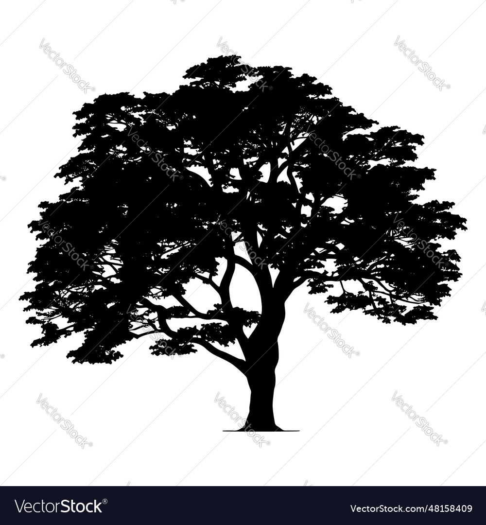 Oak tree silhouette Royalty Free Vector Image - VectorStock