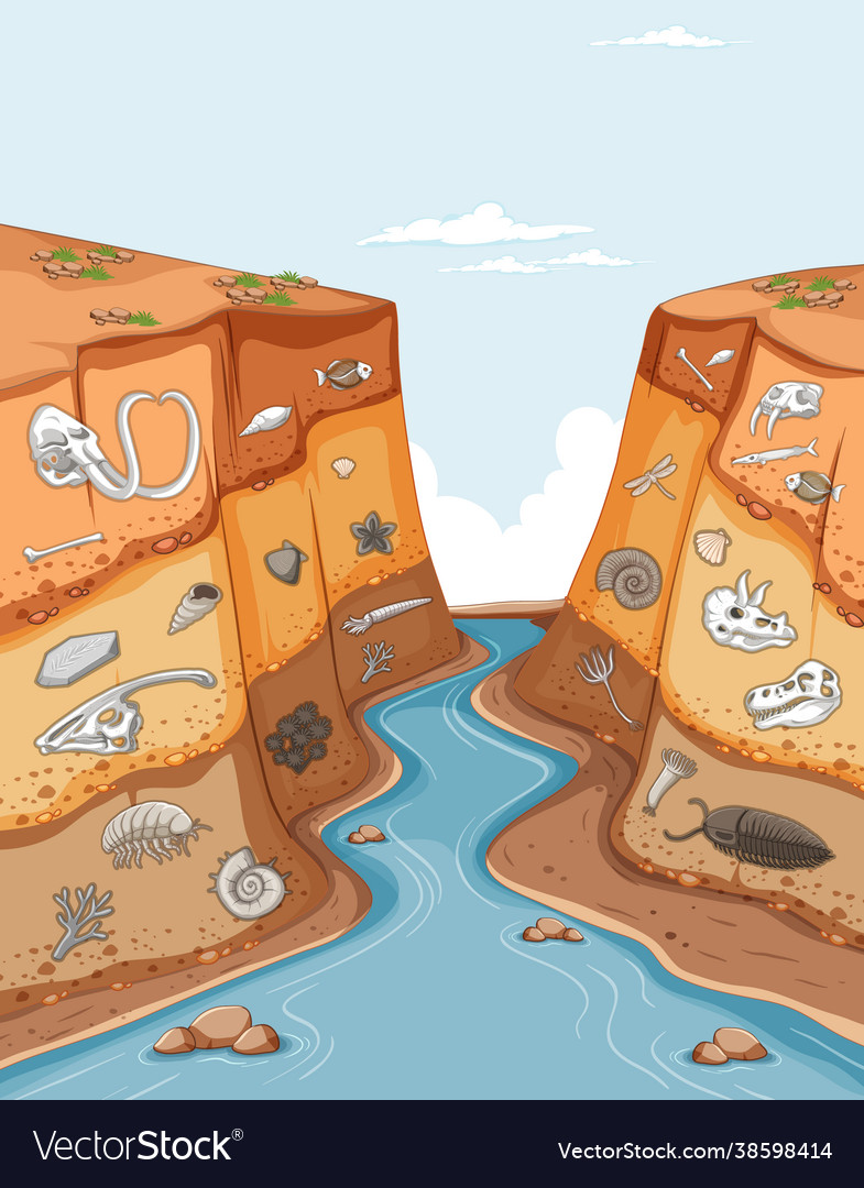 Layer soils showing animal fossils