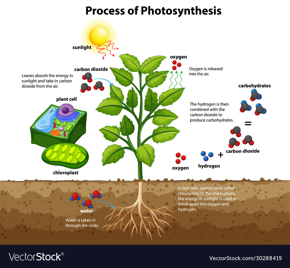 Simple Photosynthesis Diagram Photosynthesis Diagram Cycle Calvin 