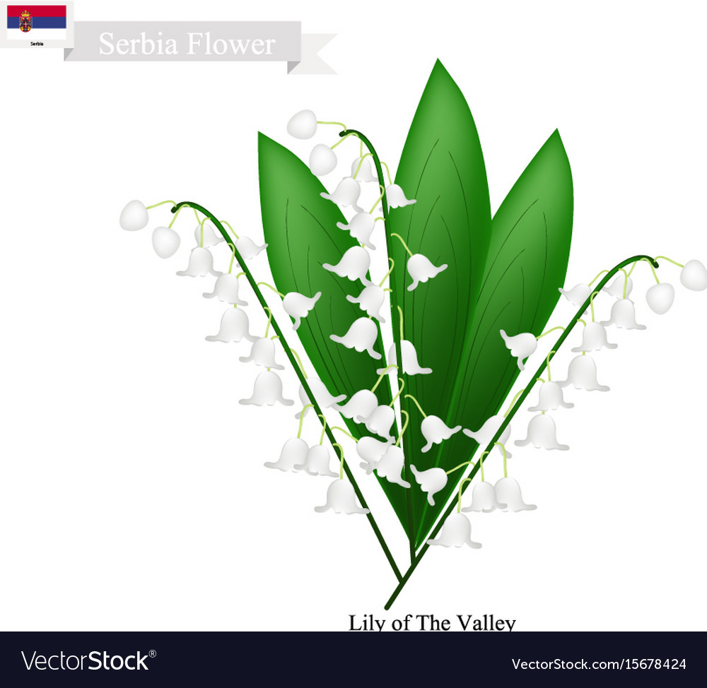 National Flower Of Serbia Best Flower Site