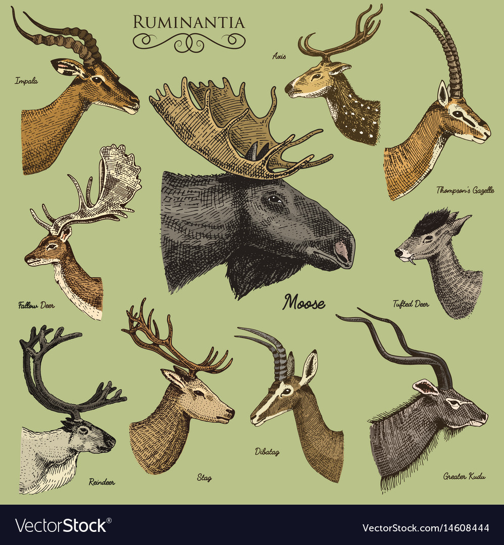 Big set horn antlers animals moose or elk Vector Image