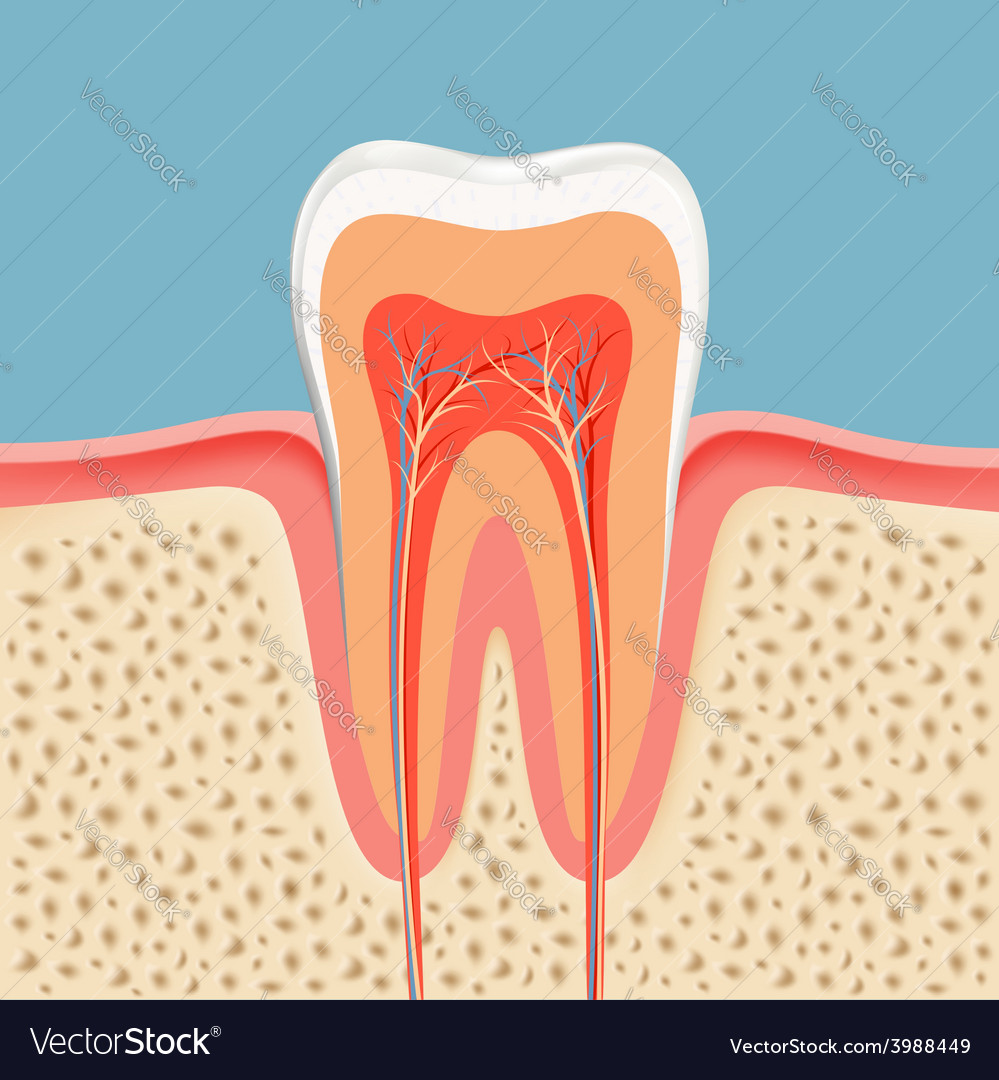 Human tooth in a cut Royalty Free Vector Image