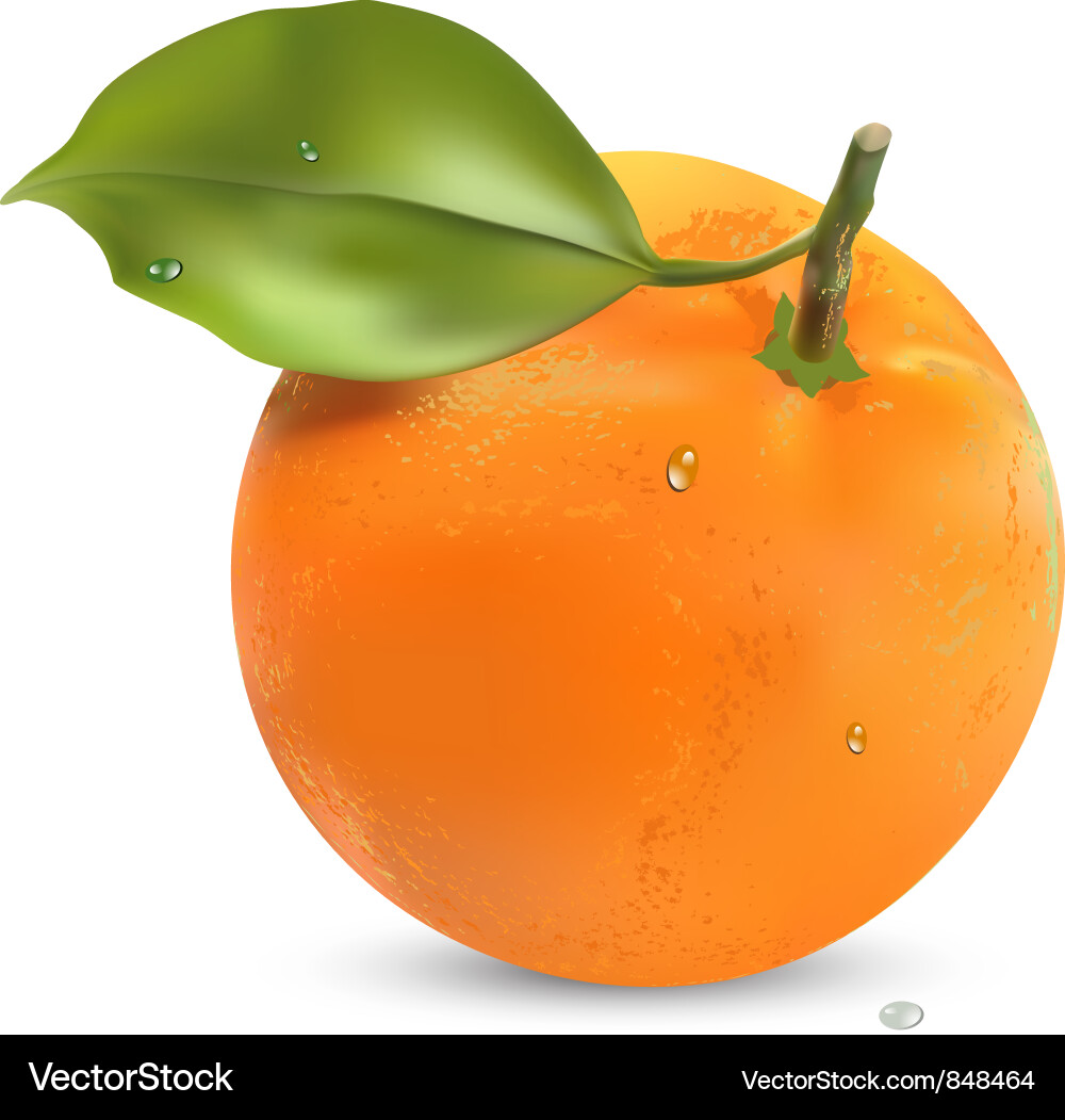 Oranges Royalty Free Vector Image - VectorStock