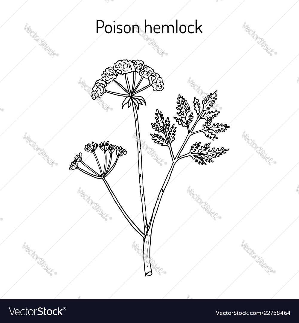 Poison hemlock conium maculatum medicinal plant