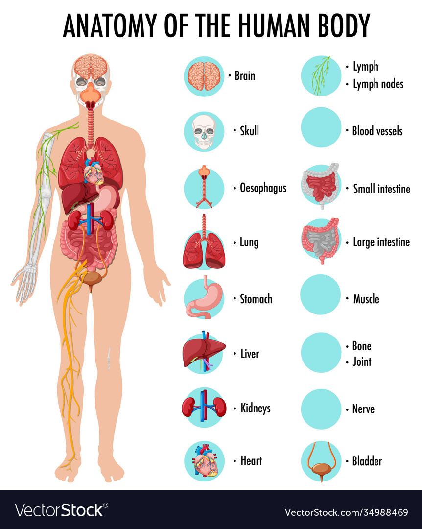 Anatomy human body information infographic Vector Image