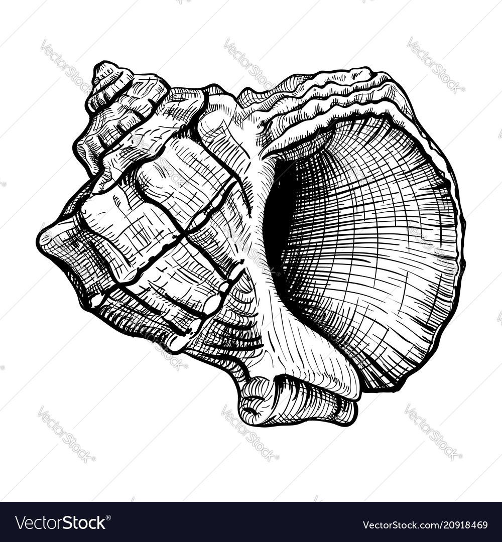 Hand Drawn Seashell Sketch