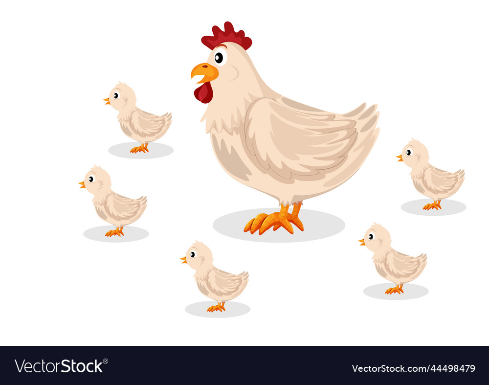 A mother hen with her chicks isolated on white