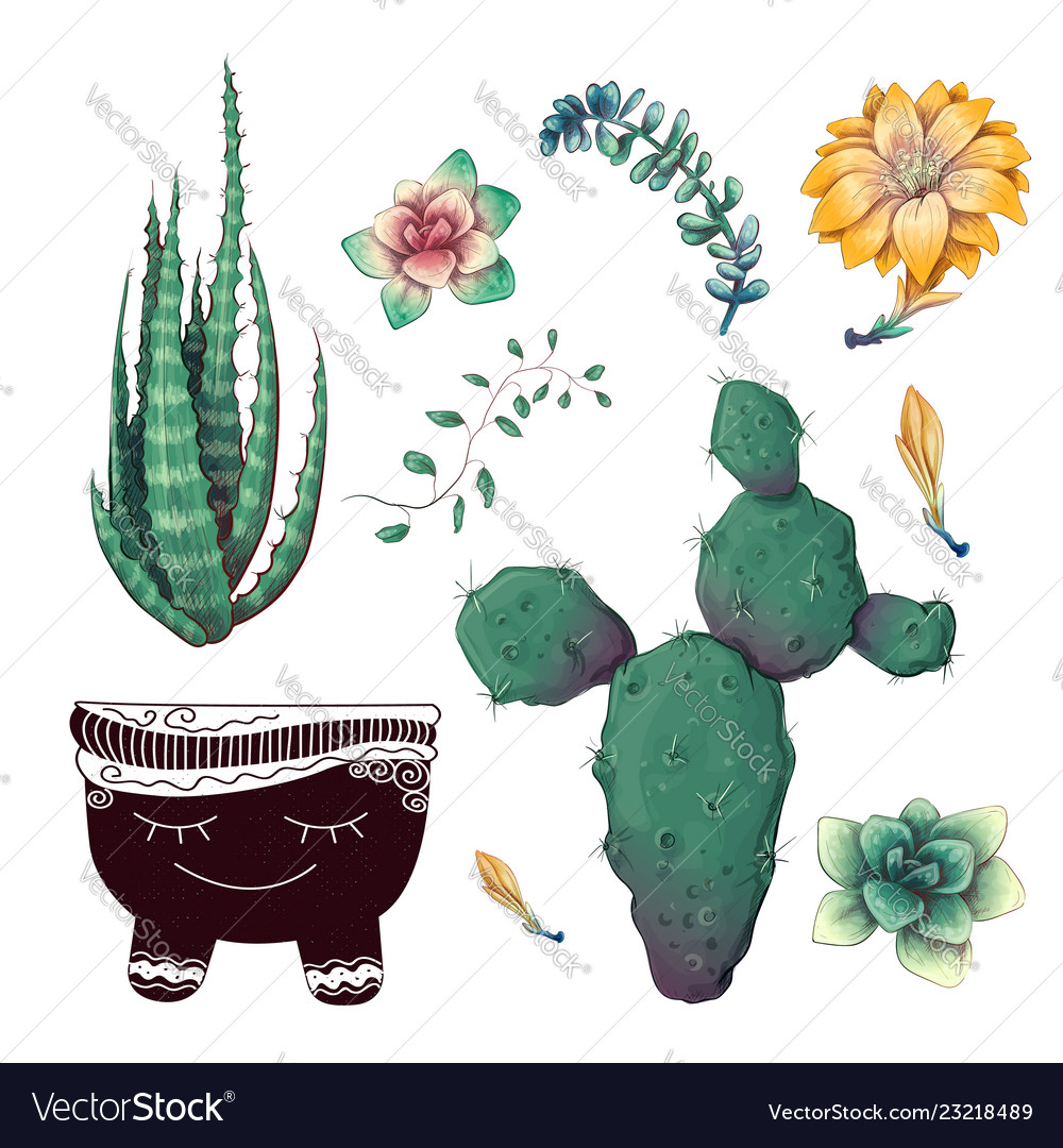 Potted cacti and succulents plants badge Vector Image