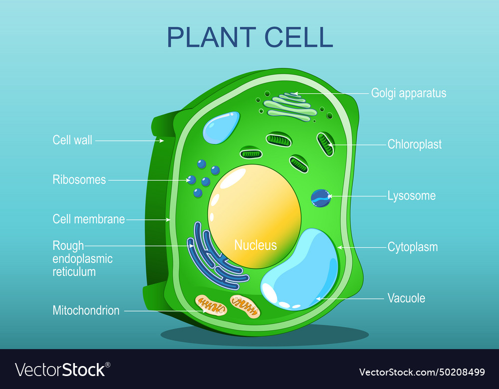 Plant cell structure Royalty Free Vector Image