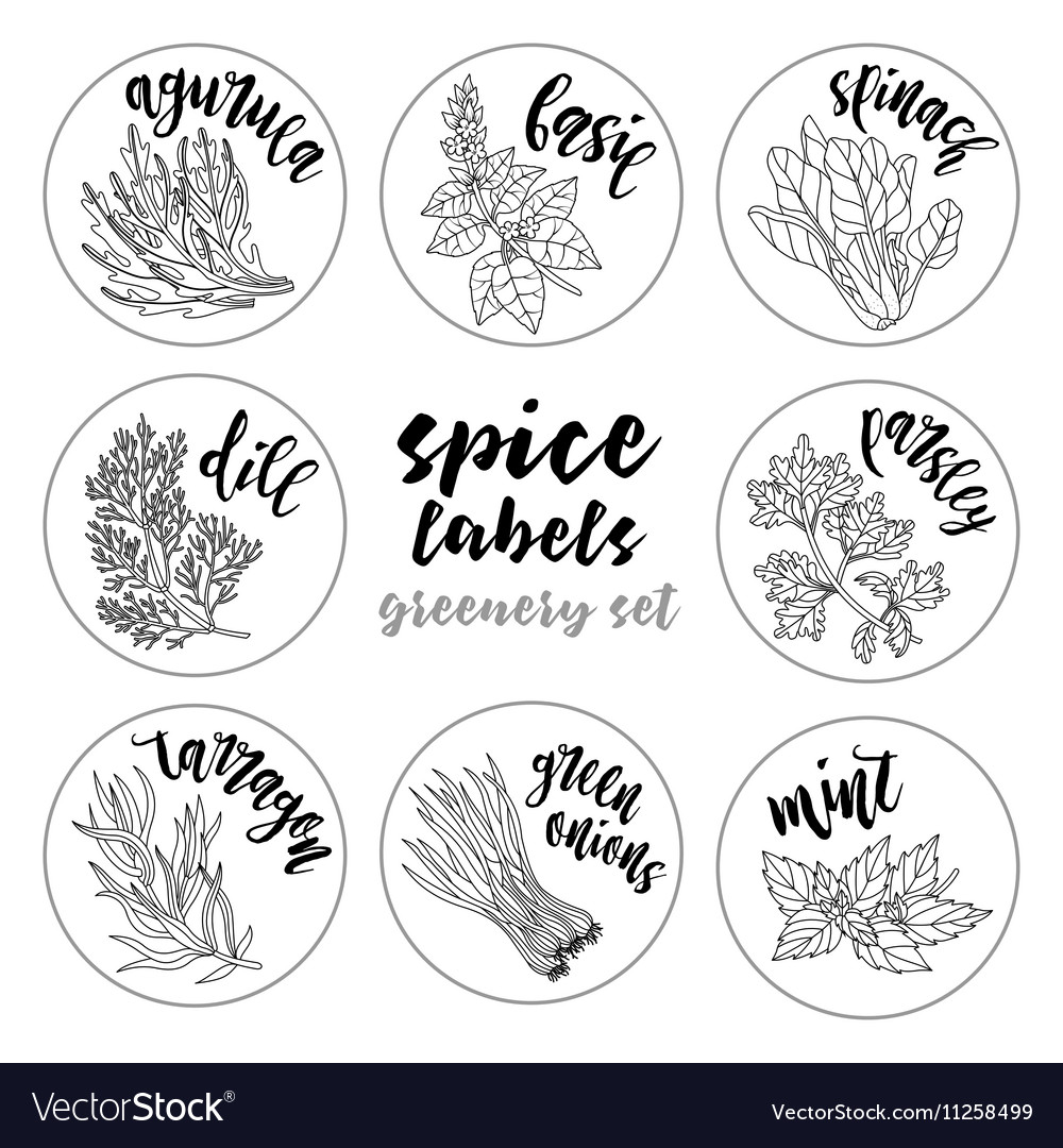 Spices herbs labels contour greenery set