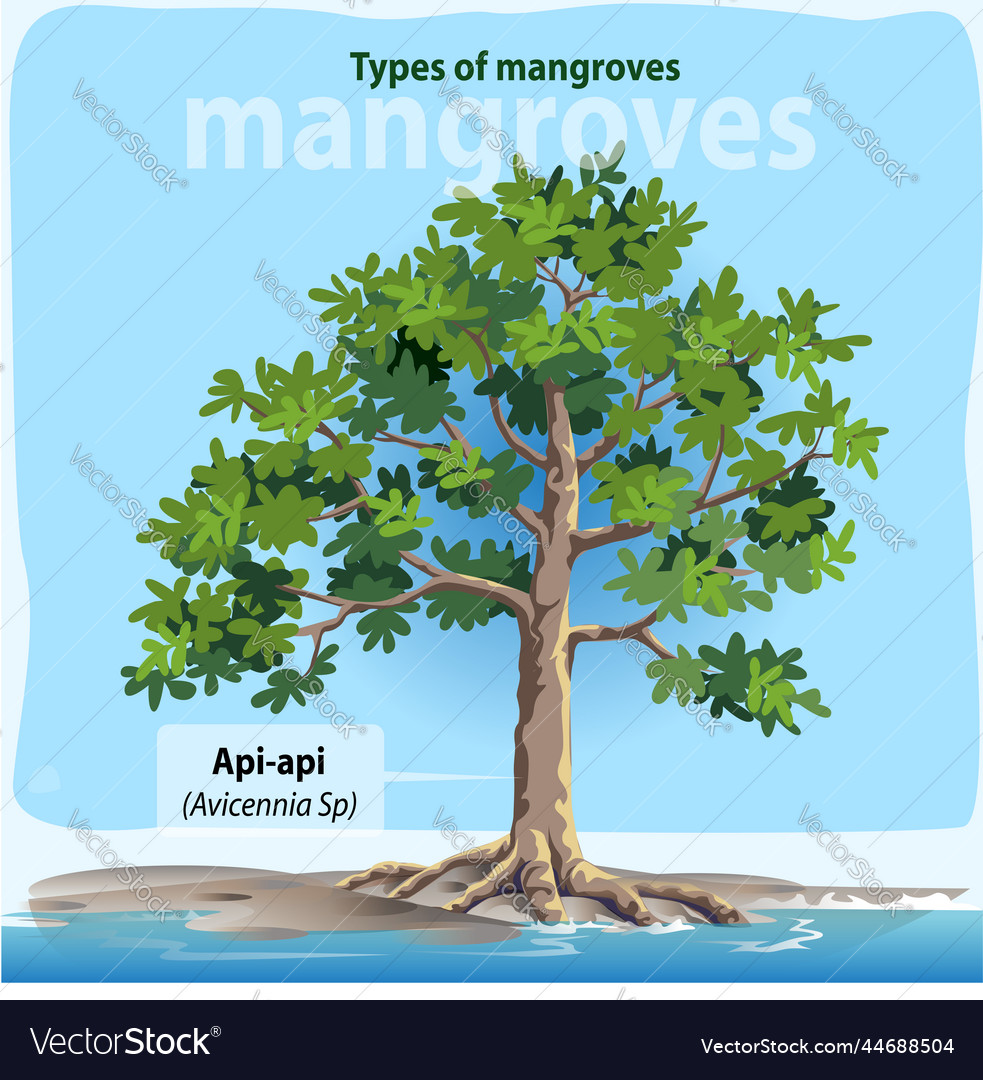 Api-api or avicennia sp