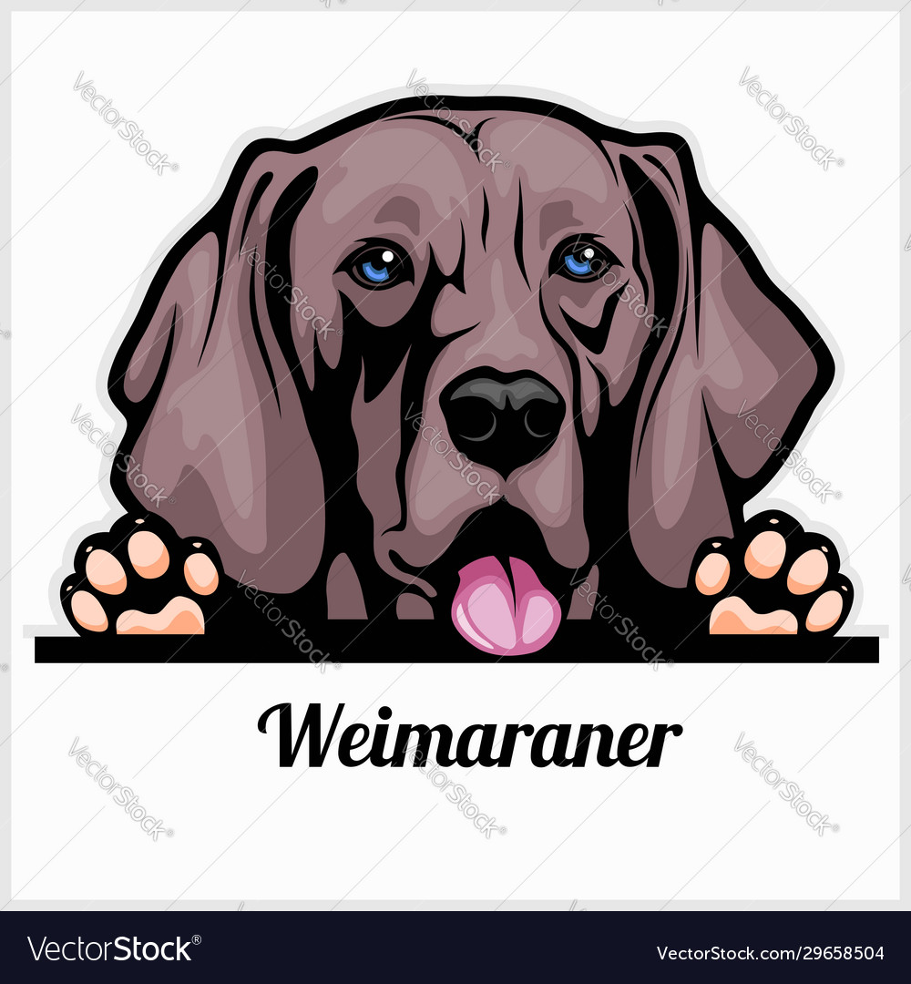 Color dog head weimaraner breed on white