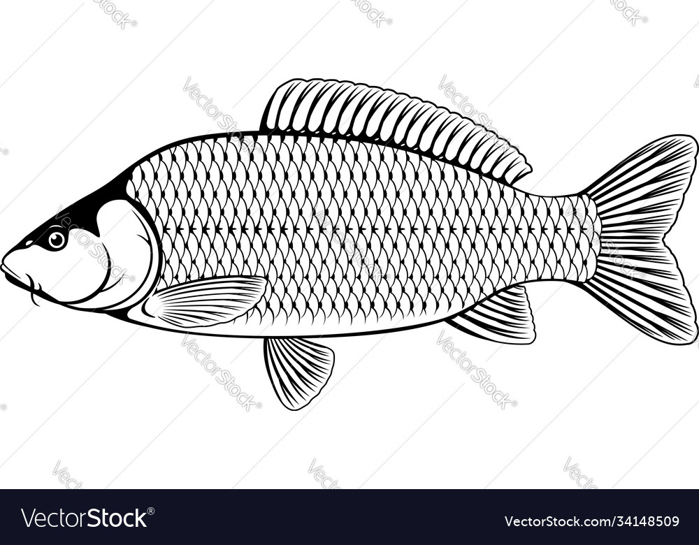 black and white carp