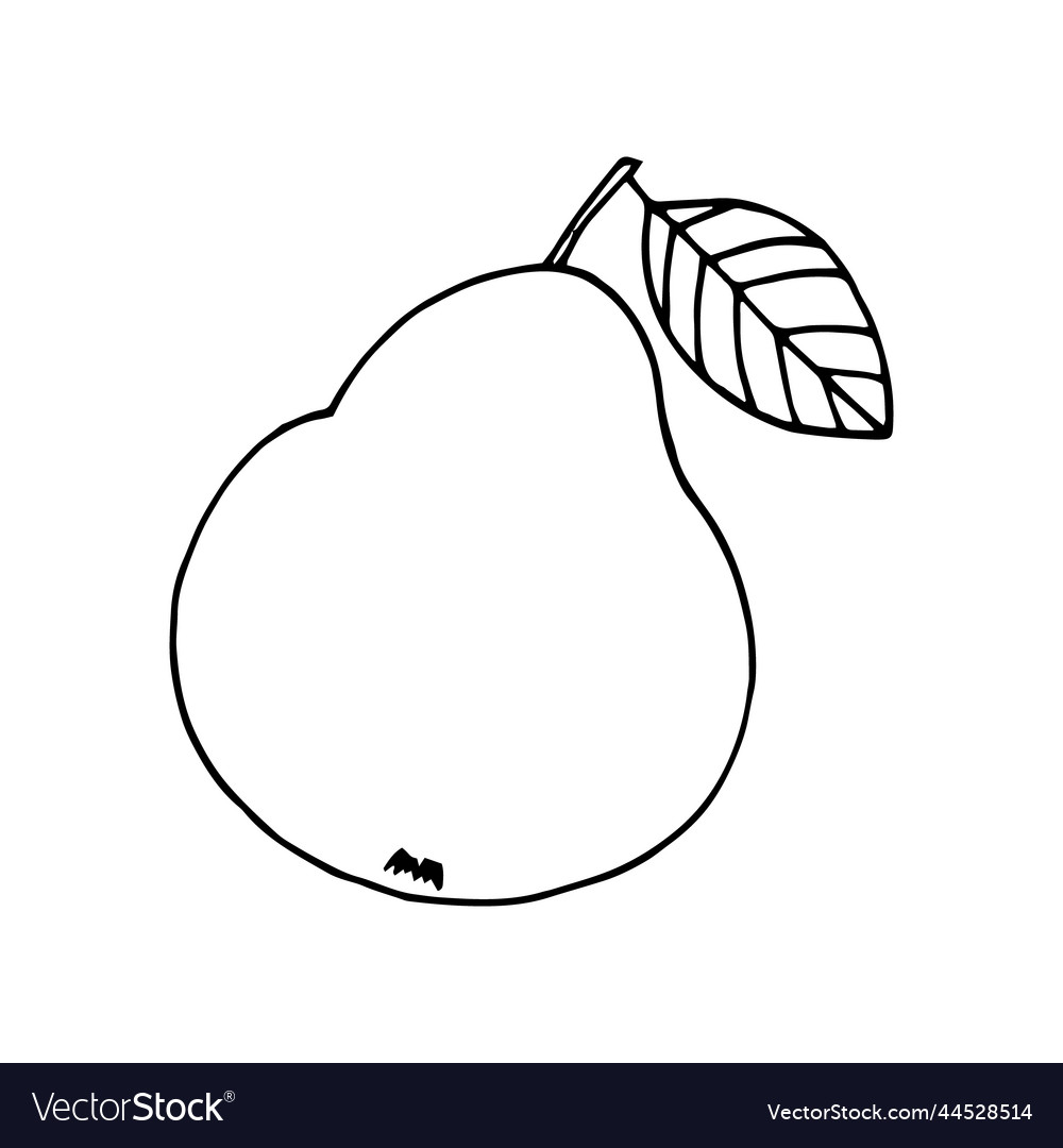 Pear with leaf hand drawn in doodle style fruit Vector Image