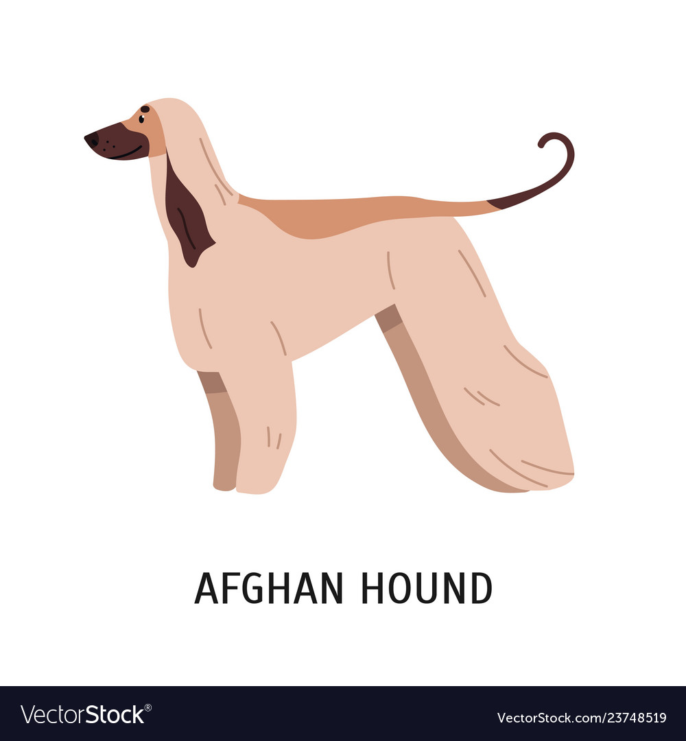 Afghanischer Hund oder tazi wunderschöner Hund der Jagd