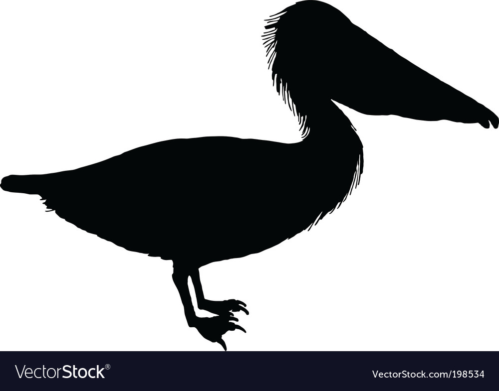 Black pelican