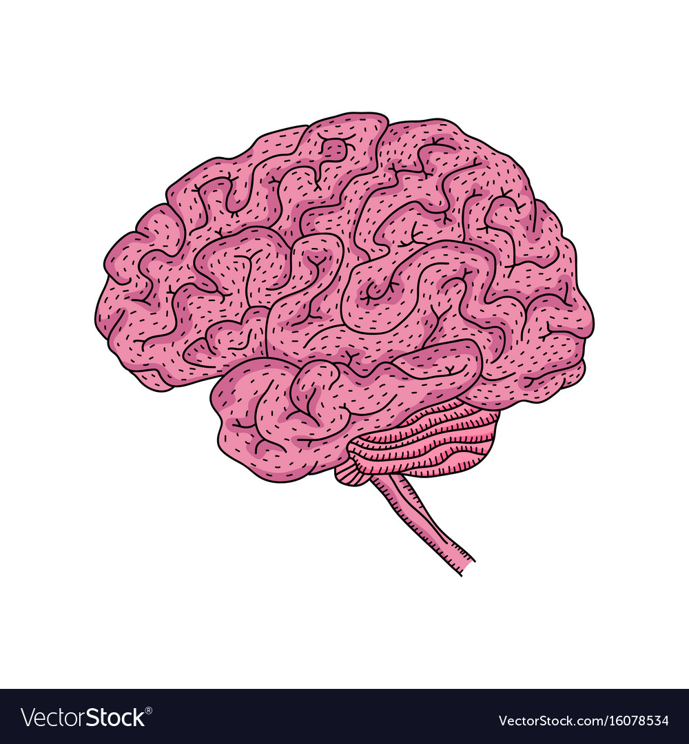 Human brain isolated Royalty Free Vector Image