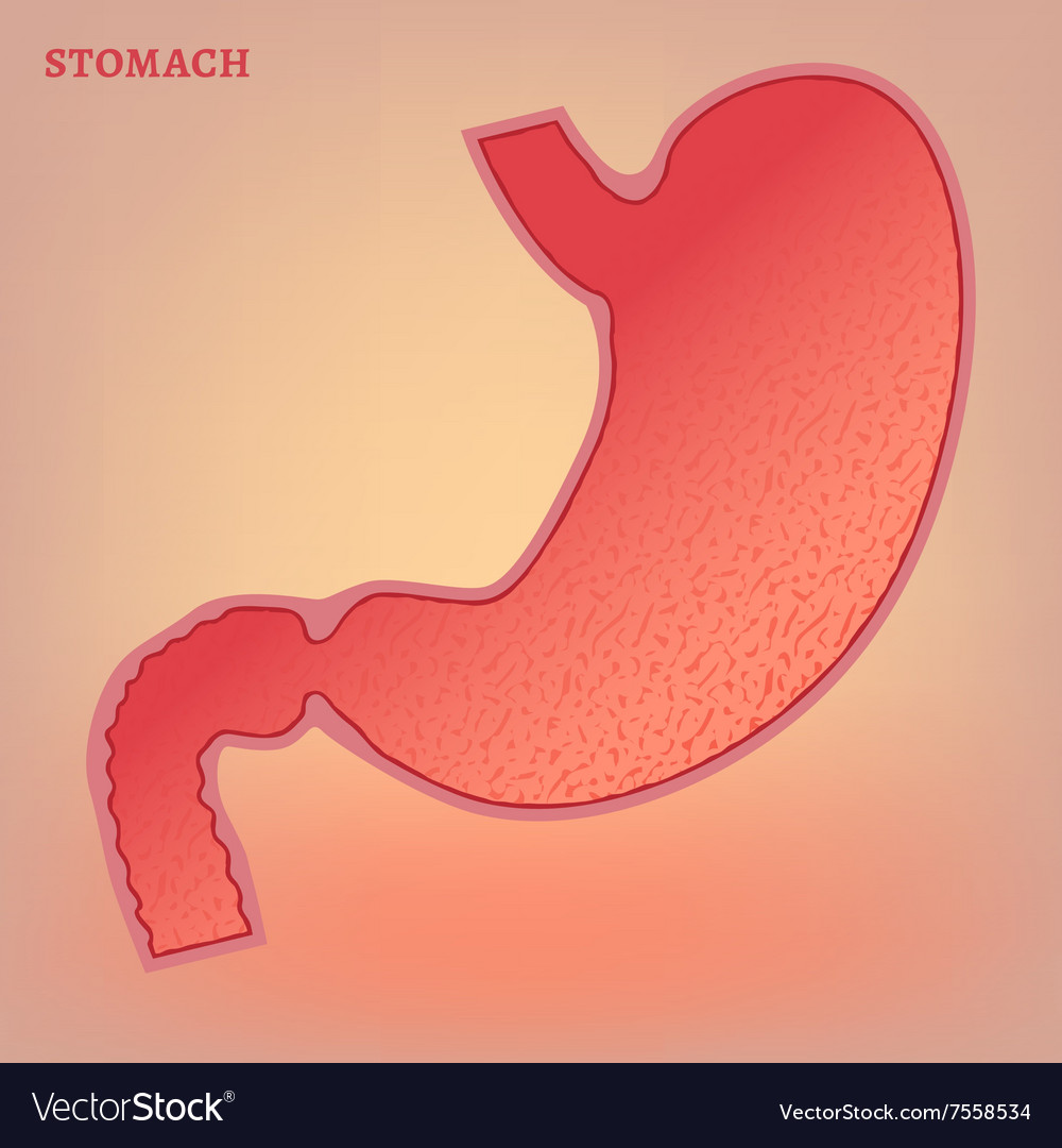 Stomach image