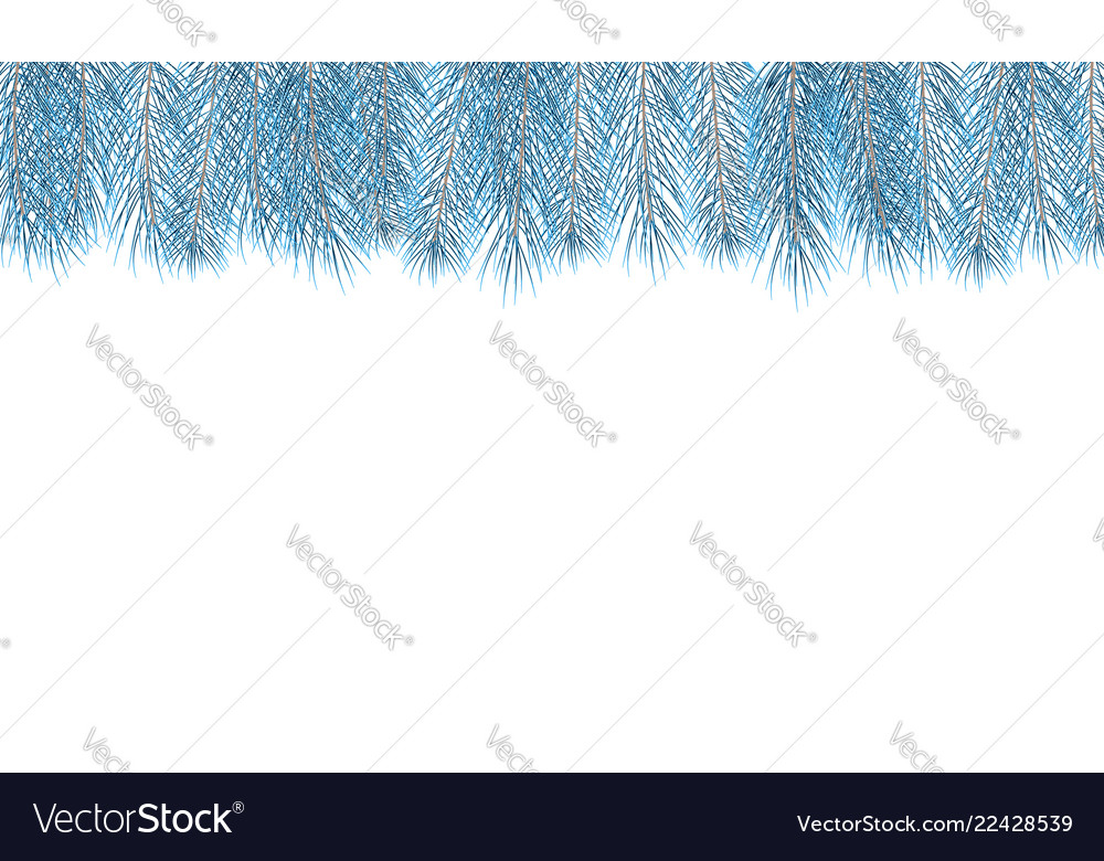 Blue pine branch fir tree