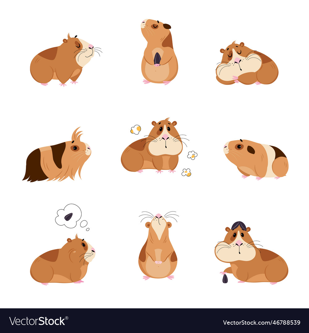 Cute guinea pig in everyday activities set funny Vector Image