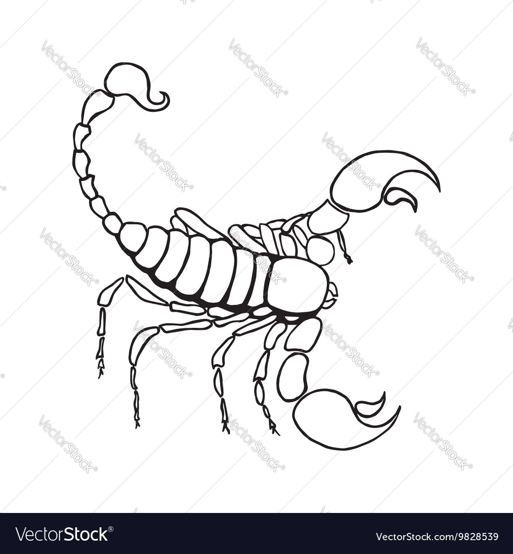 Scorpio Zodiac Sign Royalty Free Vector Image - Vectorstock