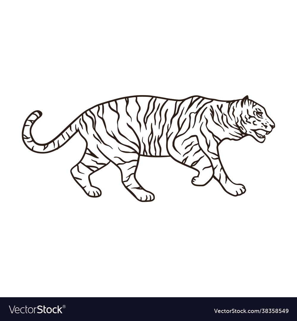 Wild bengal tiger nature mammal cartoon animal Vector Image