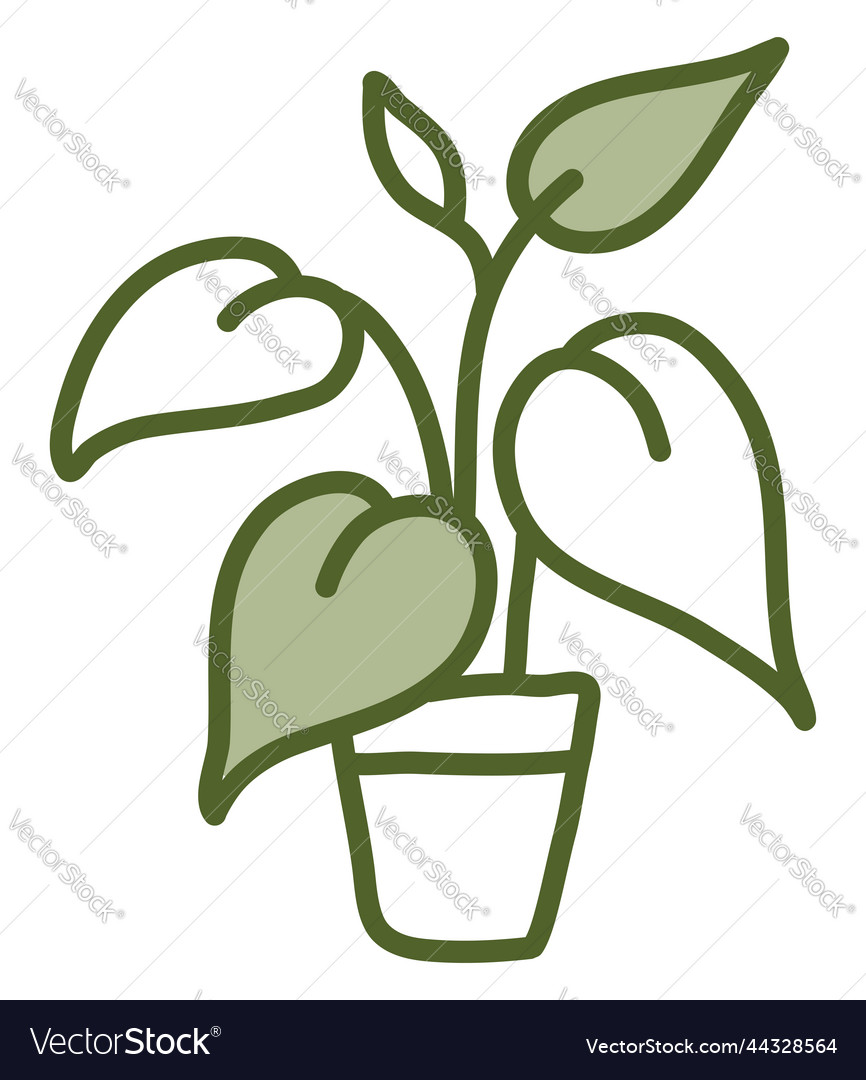 Dieffenbachia in pot on a white background Vector Image