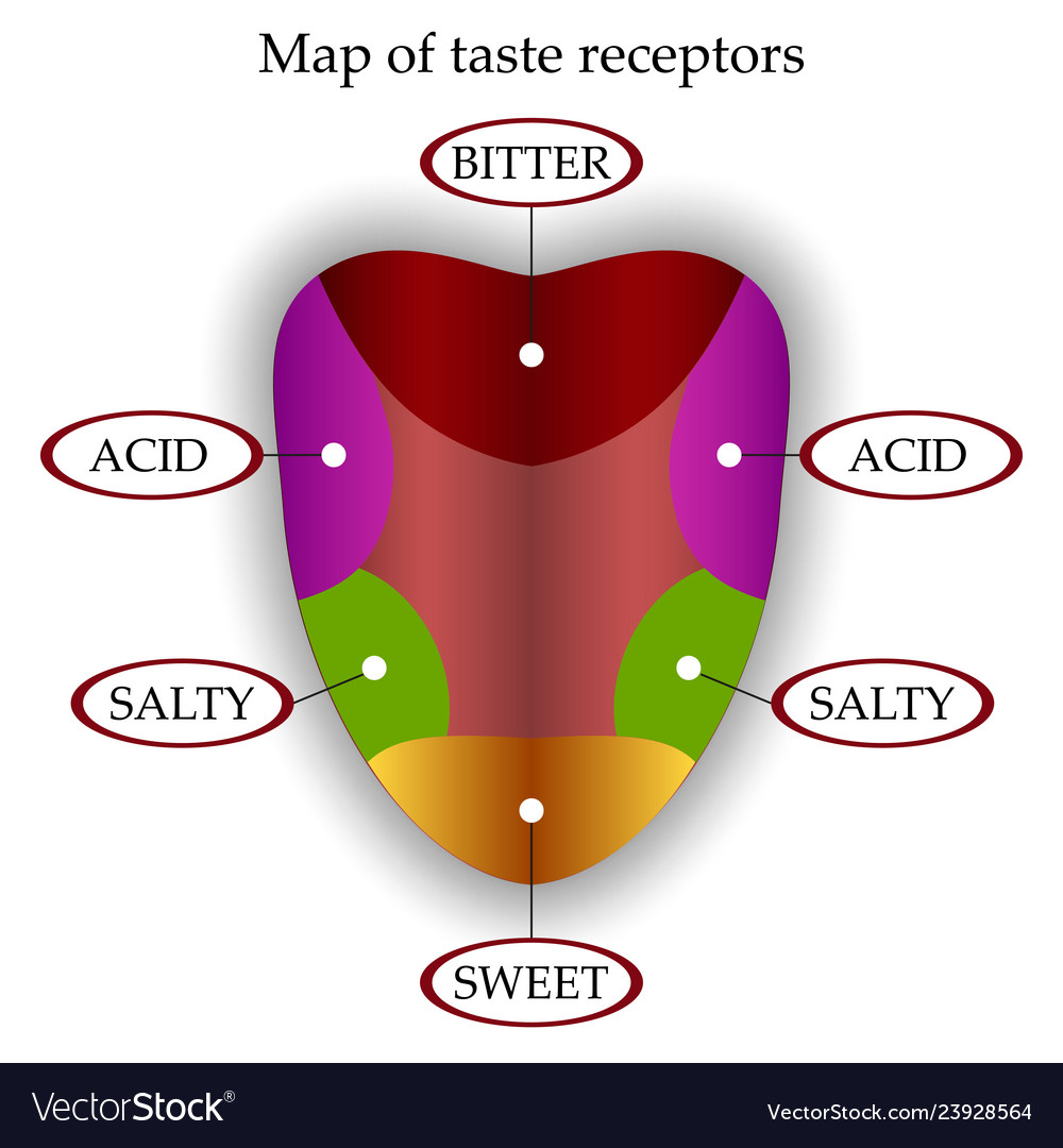 Map Of Taste Receptors In The Tongue Royalty Free Vector   Map Of Taste Receptors In The Tongue Vector 23928564 