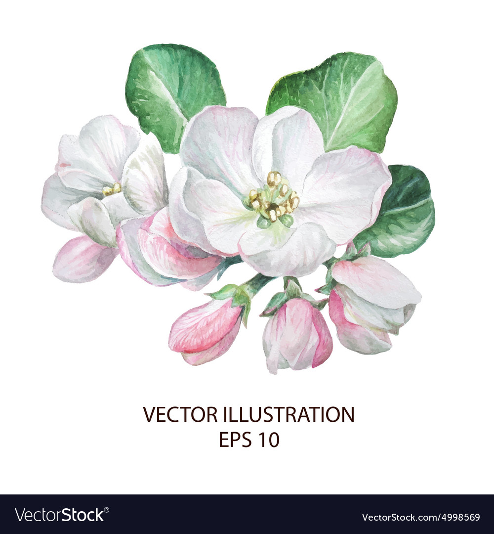 Apple Blossom Flowers Royalty Free Vector Image