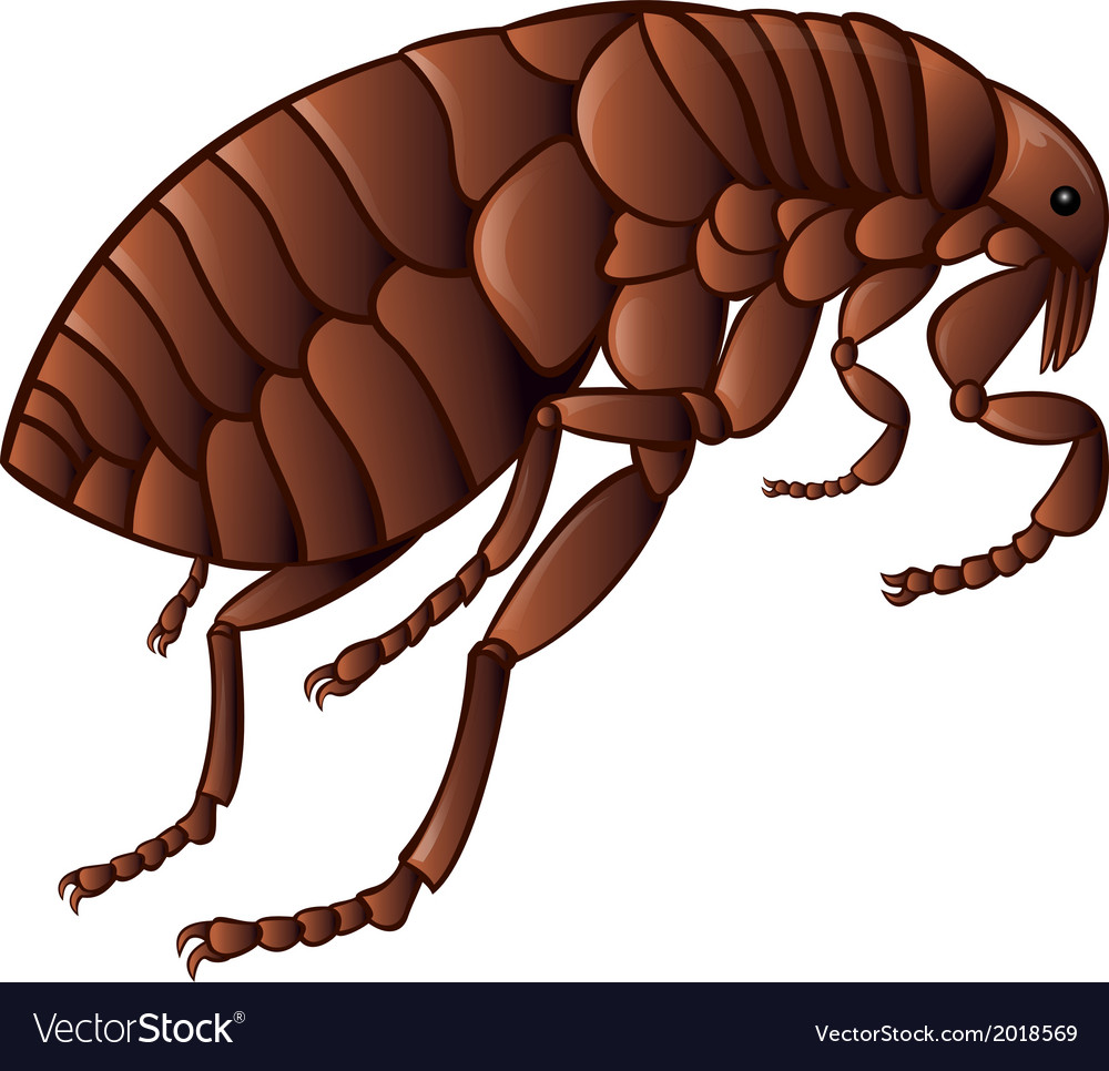 Flea Royalty Free Vector Image VectorStock