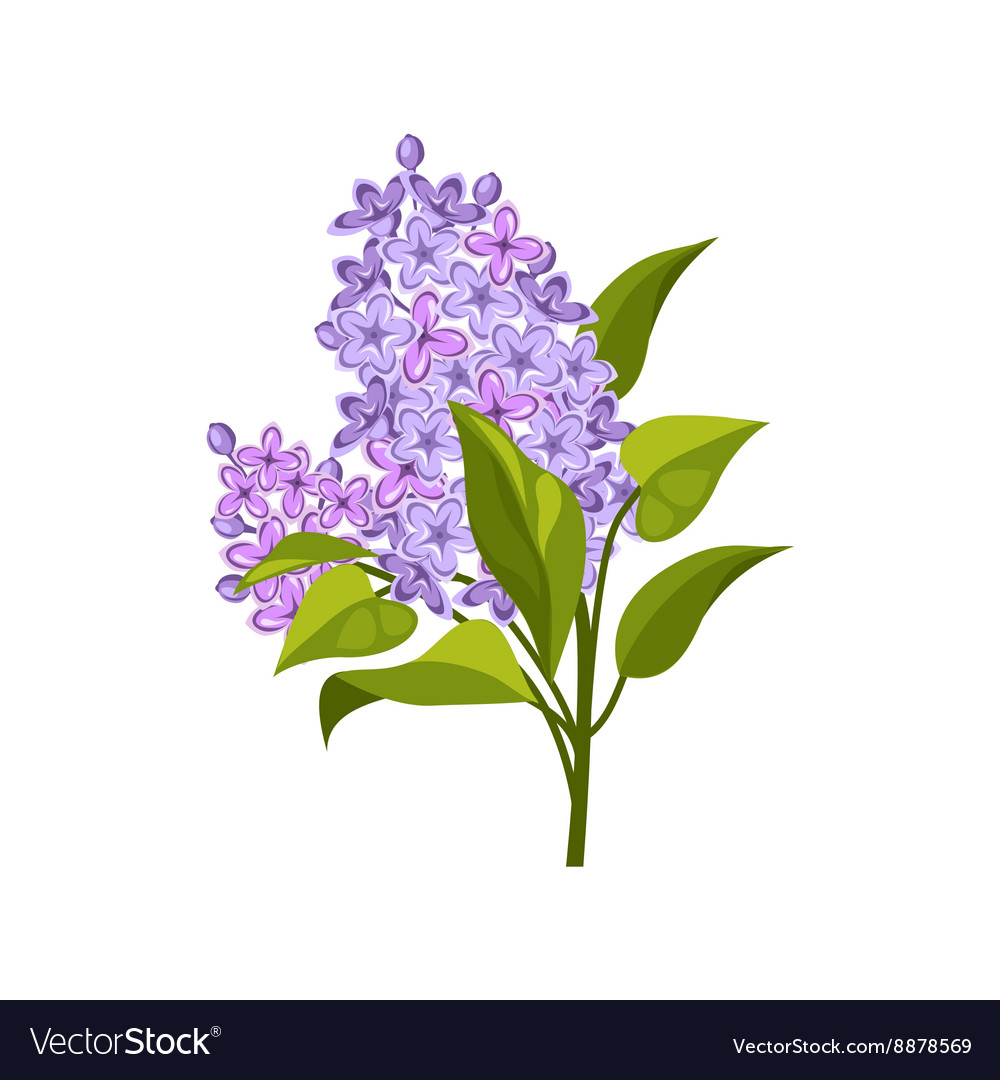 Lilac Hand Drawn Realistic Royalty Free Vector Image