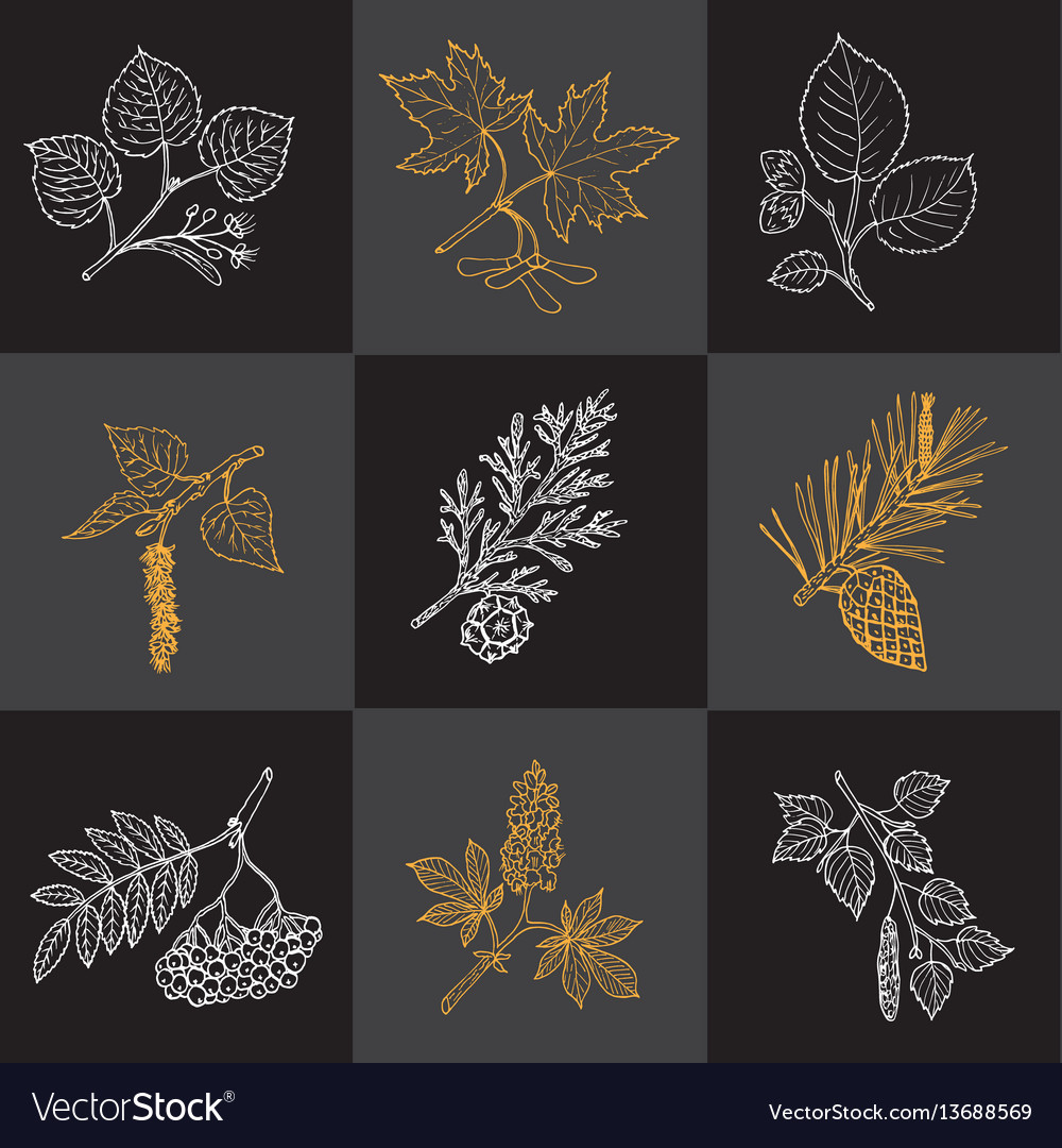 Set of different tree branches