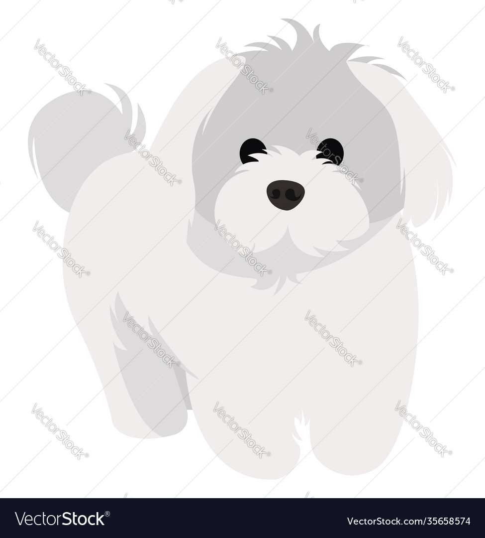 White bichon on background Royalty Free Vector Image