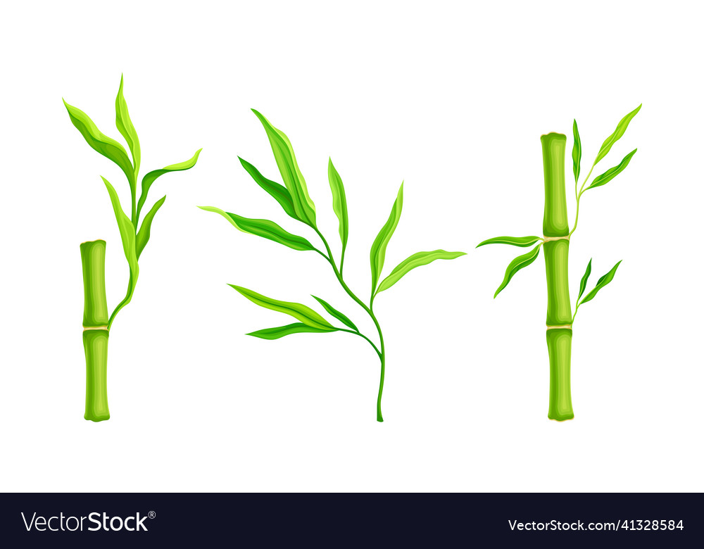 Bamboo Stalks With Leaves Tropical Organic Green Vector Image