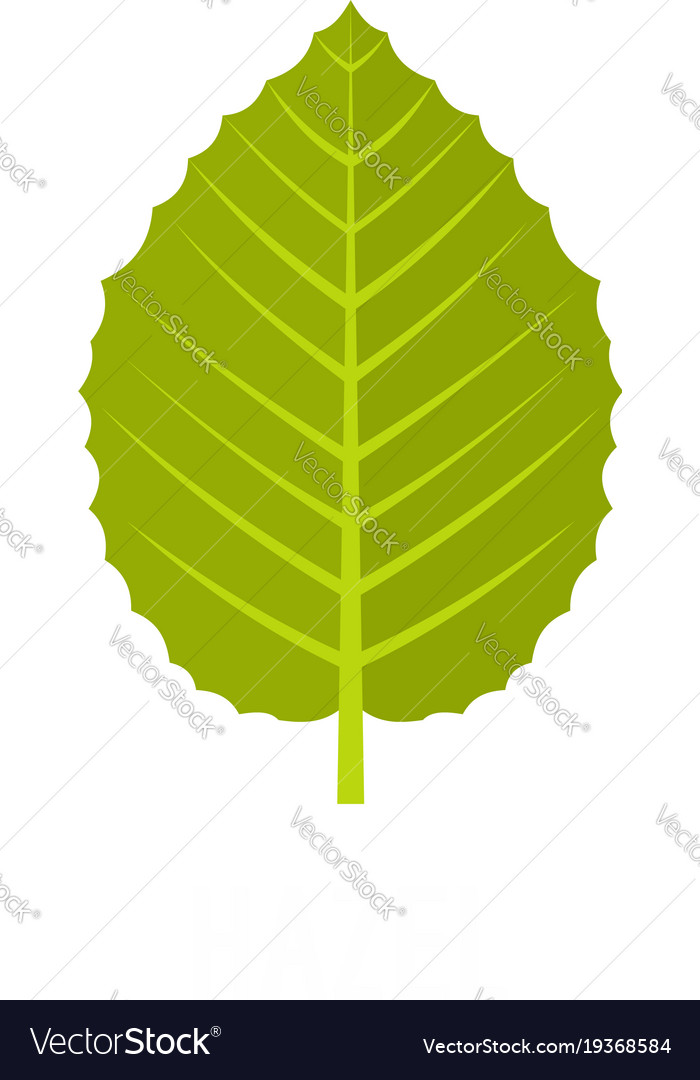 Hazel leaf icon flat style